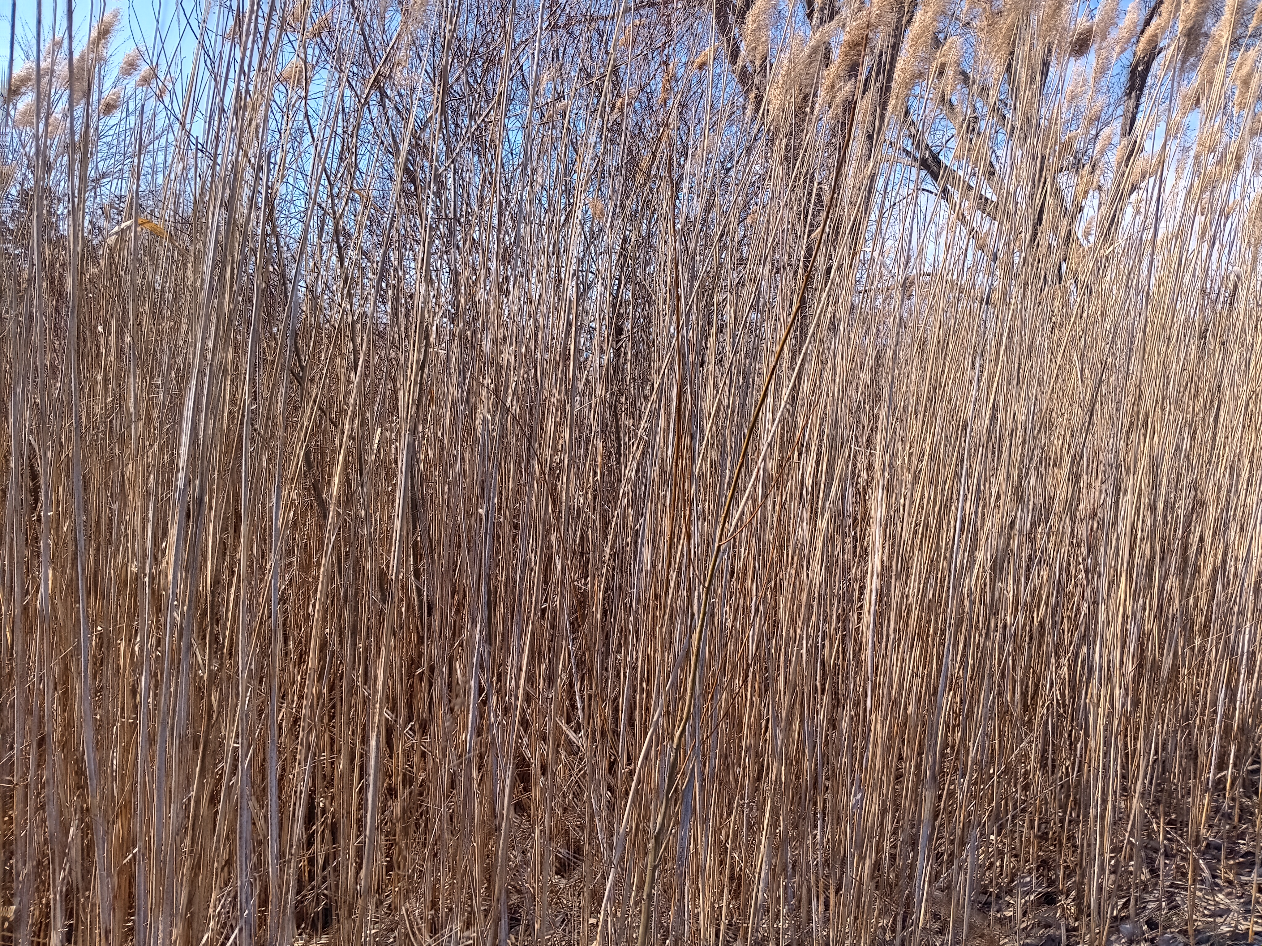 Autumn grass
