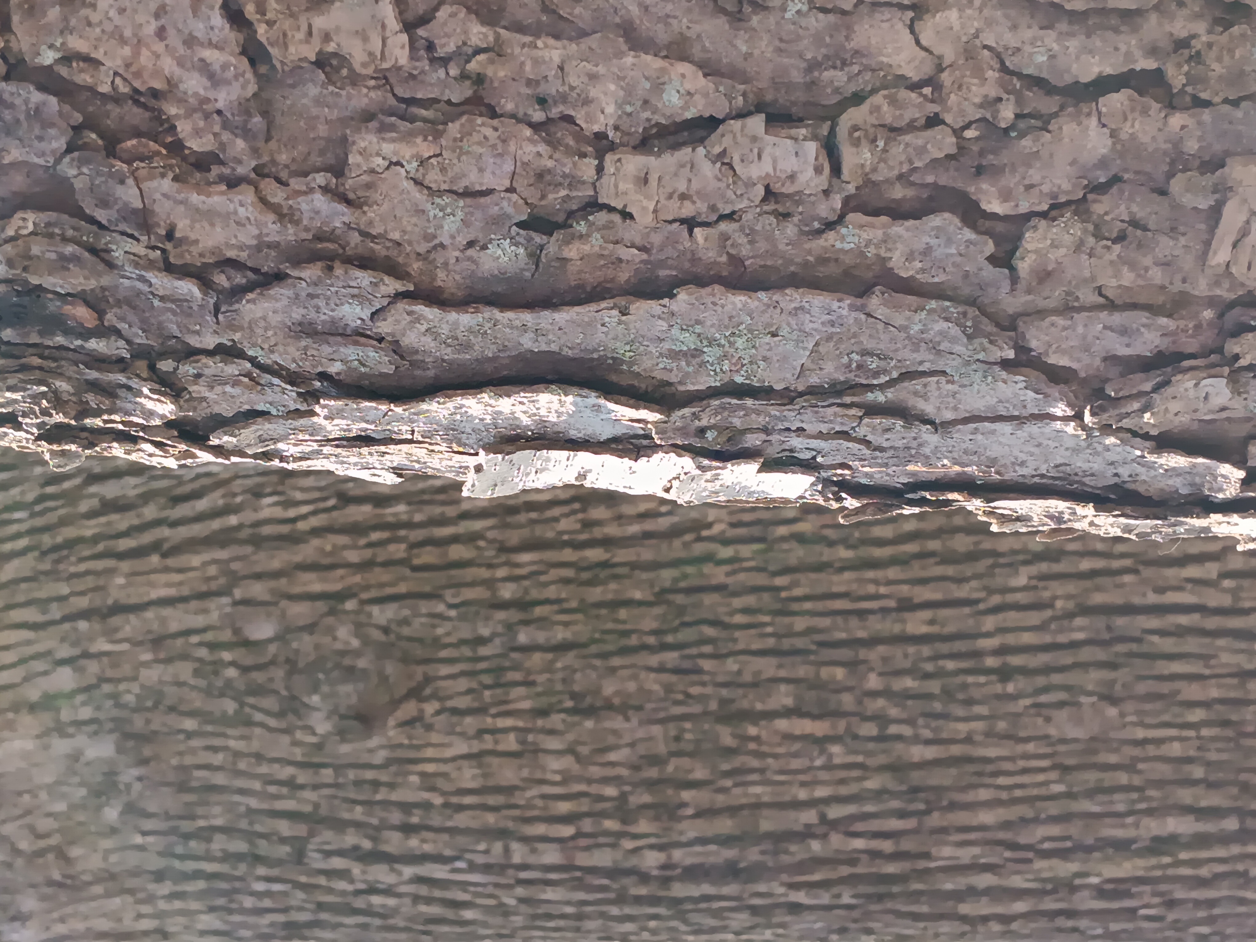 Two textures of bark