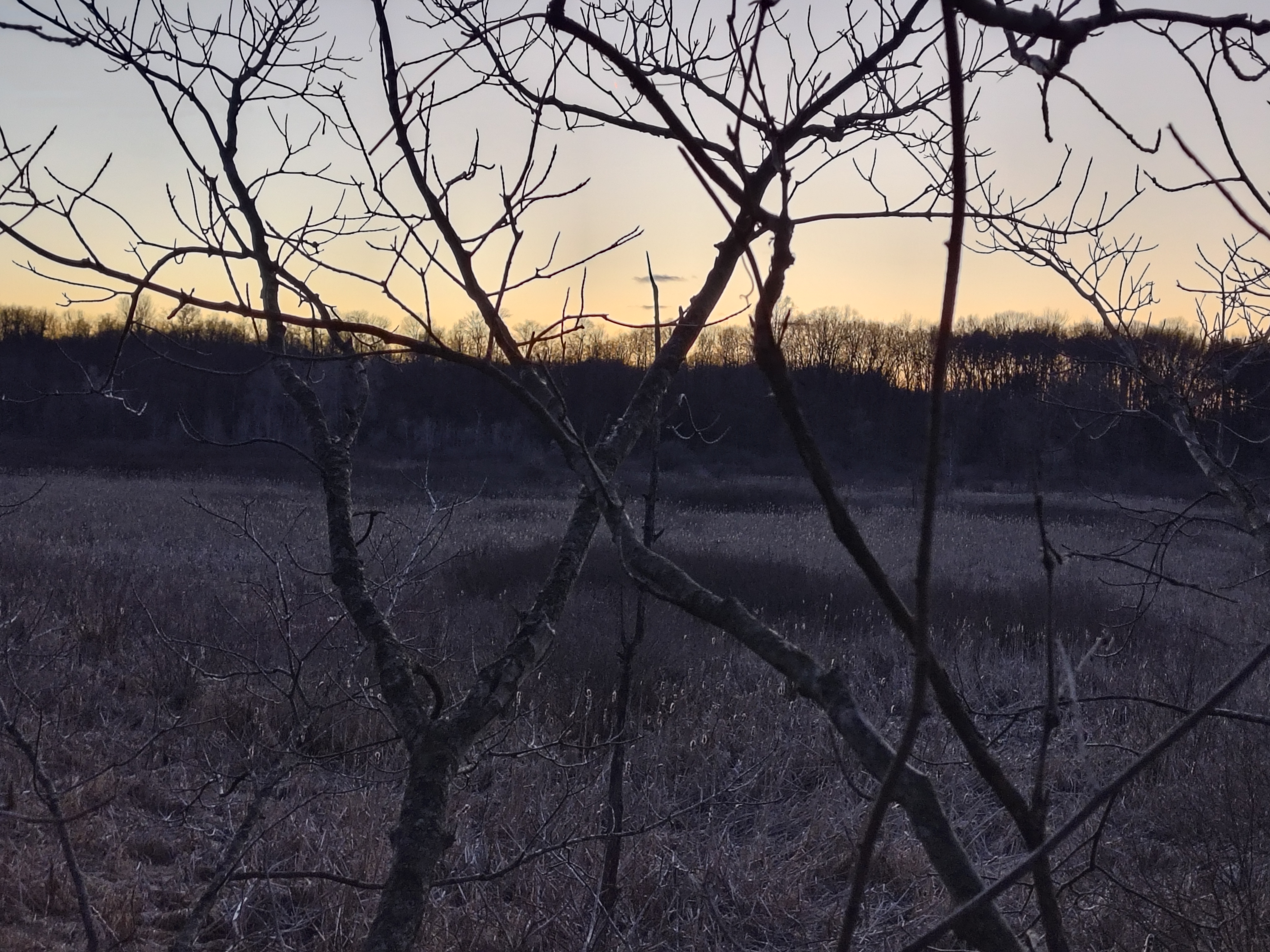 Olivet marsh