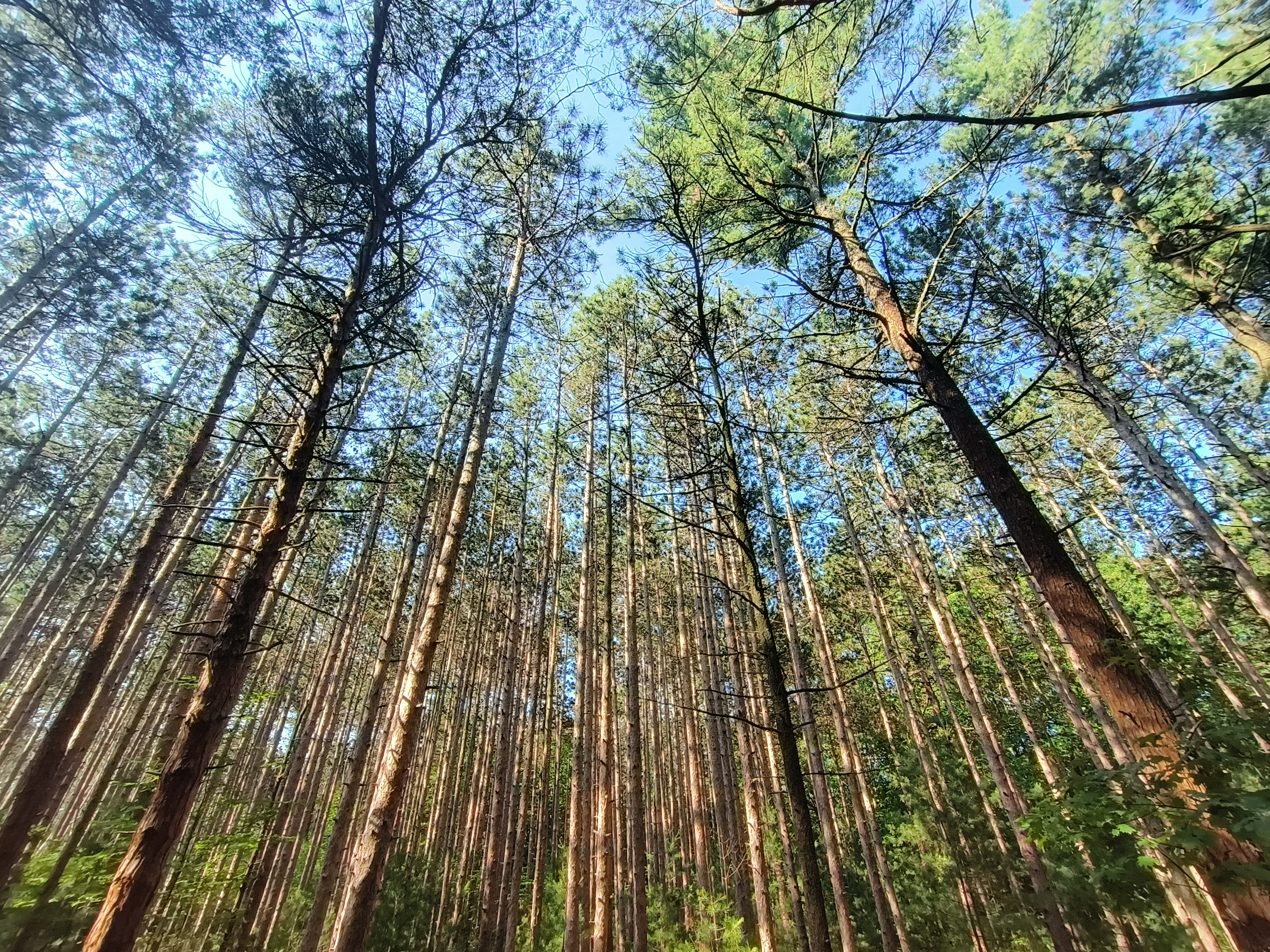 Sky trees